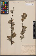 Foto von Salix cinerea L.